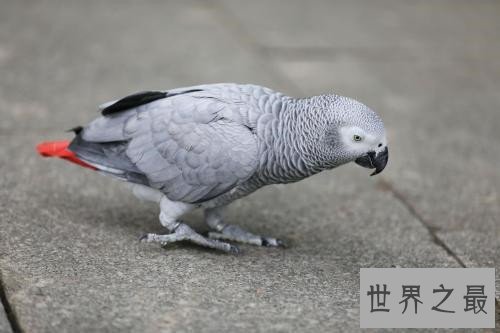 最会模仿人类说话的十大鸟类 ，模仿的到底有多像呢？