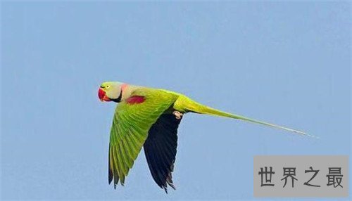 最会模仿人类说话的十大鸟类 ，模仿的到底有多像呢？