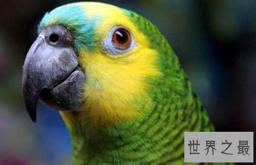 最会模仿人类说话的十大鸟类 ，模仿的到底有多像呢？