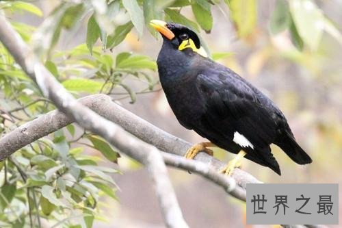 最会模仿人类说话的十大鸟类 ，模仿的到底有多像呢？