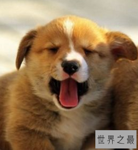 十种最萌的狗排名，蠢萌的柯基入榜。