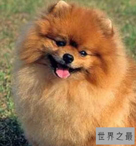 十种最萌的狗排名，蠢萌的柯基入榜。