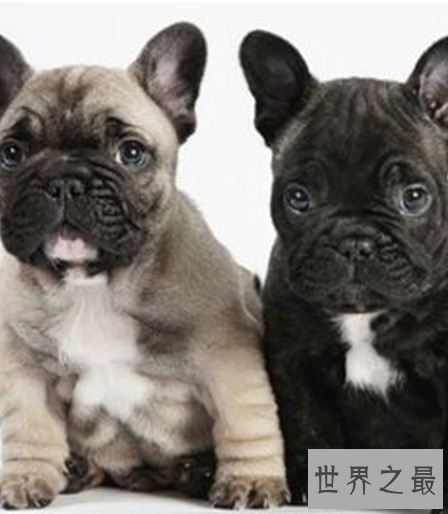 十种最萌的狗排名，蠢萌的柯基入榜。