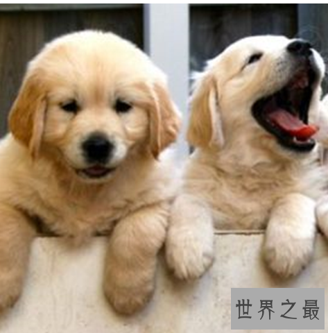 十种最萌的狗排名，蠢萌的柯基入榜。