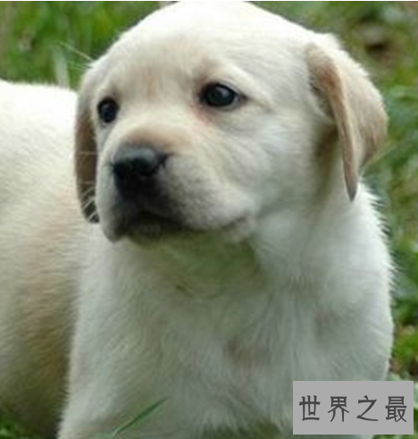 十种最萌的狗排名，蠢萌的柯基入榜。