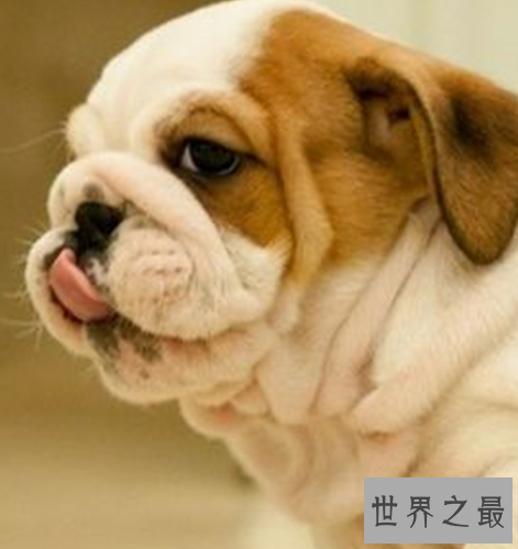 十种最萌的狗排名，蠢萌的柯基入榜。