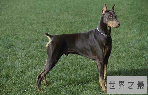 世界上跑得最快的狗，灵缇速度达到60公里/小时