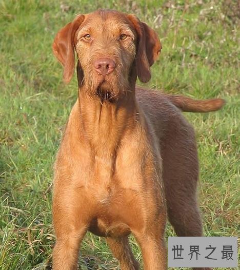 世界上跑得最快的狗，灵缇速度达到60公里/小时