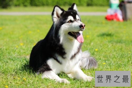 世界上跑得最快的狗，灵缇速度达到60公里/小时