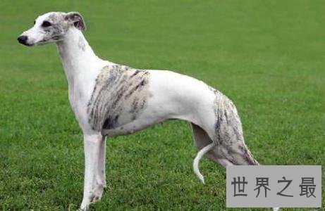 世界上跑得最快的狗，灵缇速度达到60公里/小时