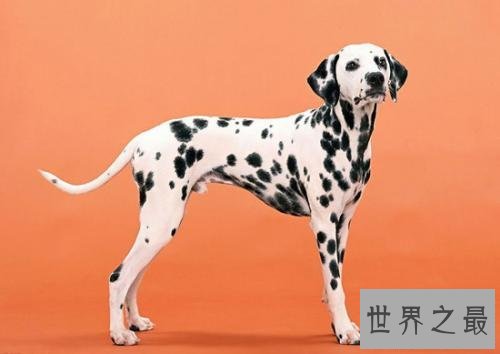 世界上跑得最快的狗，灵缇速度达到60公里/小时