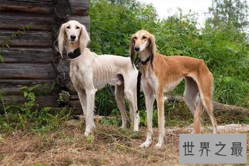 世界上跑得最快的狗，灵缇速度达到60公里/小时