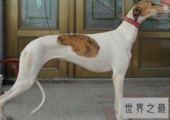 世界上跑得最快的狗，灵缇速度达到60公里/小时