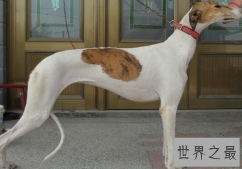 世界上跑得最快的狗，灵缇速度达到60公里/小时