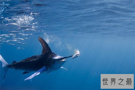 世界十大最快的的动物，猎豹可是世界短跑冠军