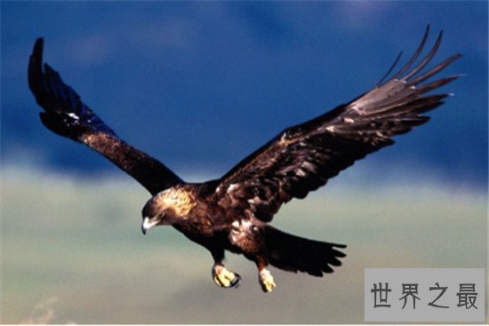 世界十大最快的的动物，猎豹可是世界短跑冠军