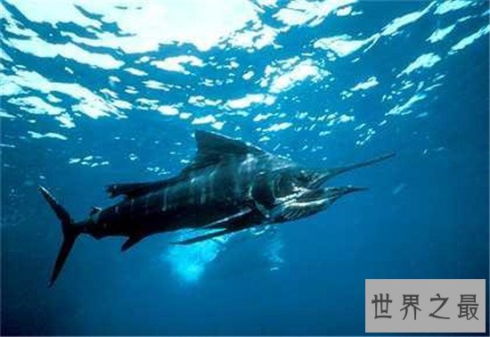 世界十大最快的的动物，猎豹可是世界短跑冠军