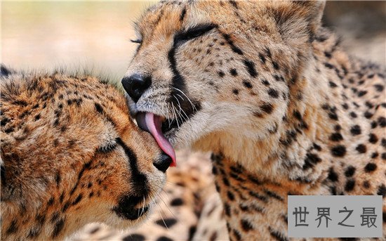 世界十大最快的的动物，猎豹可是世界短跑冠军
