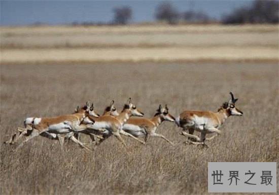 世界十大最快的的动物，猎豹可是世界短跑冠军