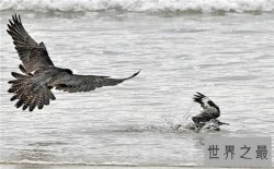 世界十大最快的的动物，猎豹可是世界短跑冠军