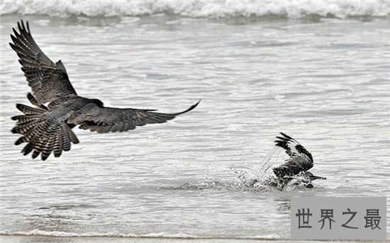 世界十大最快的的动物，猎豹可是世界短跑冠军