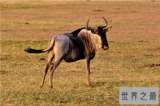 世界十大最快的的动物，猎豹可是世界短跑冠军