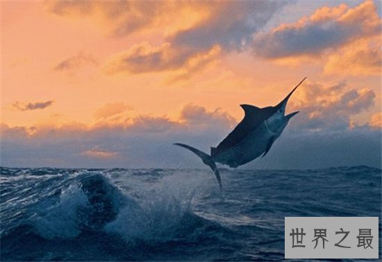 世界十大最快的的动物，猎豹可是世界短跑冠军