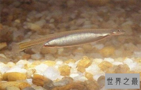 世界上最奇葩的11种鱼，竟然有鱼像水滴！