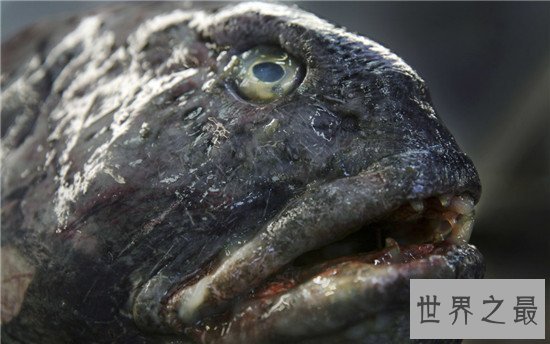 世界上最奇葩的11种鱼，竟然有鱼像水滴！