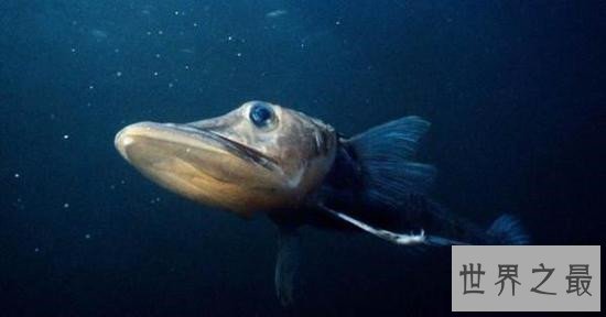 世界上最奇葩的11种鱼，竟然有鱼像水滴！