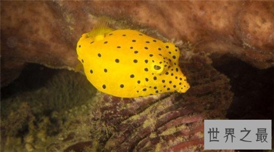 世界上最奇葩的11种鱼，竟然有鱼像水滴！