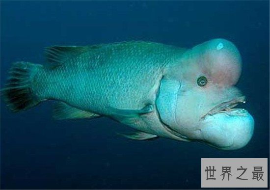 世界上最奇葩的11种鱼，竟然有鱼像水滴！