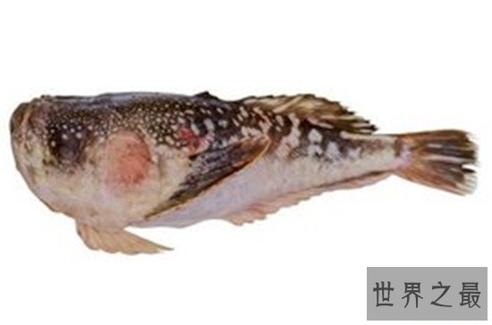 世界上最奇葩的11种鱼，竟然有鱼像水滴！