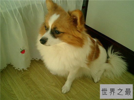 十种最聪明的狗排名，边境牧羊犬真的那么聪明？