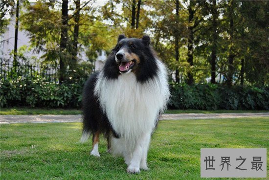 十种最聪明的狗排名，边境牧羊犬真的那么聪明？