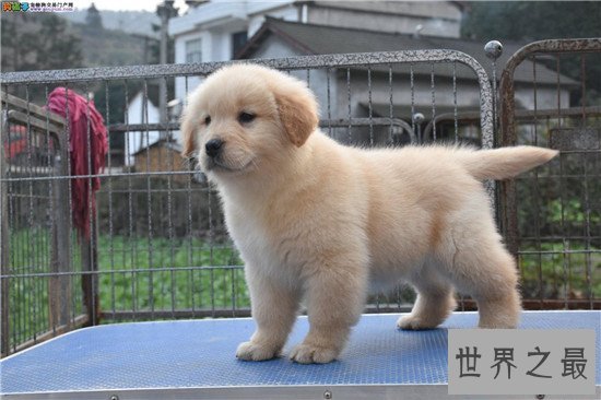 十种最聪明的狗排名，边境牧羊犬真的那么聪明？