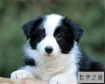 十种最聪明的狗排名，边境牧羊犬真的那么聪明？