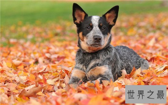 十种最聪明的狗排名，边境牧羊犬真的那么聪明？