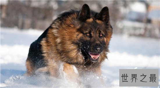 十种最聪明的狗排名，边境牧羊犬真的那么聪明？