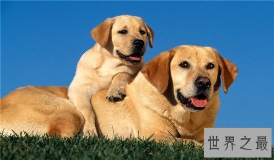 十种最聪明的狗排名，边境牧羊犬真的那么聪明？