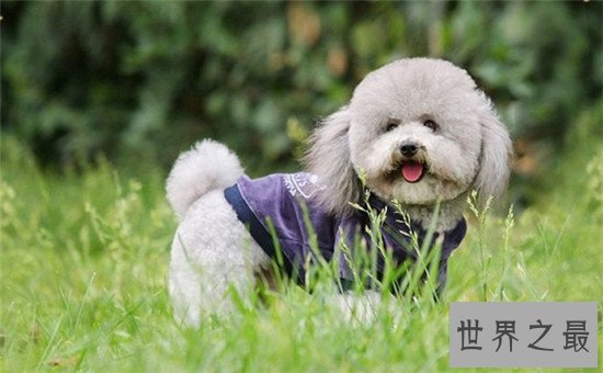 十种最聪明的狗排名，边境牧羊犬真的那么聪明？