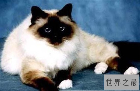 世界上十大最漂亮的猫品种，加菲猫实在是憨态可掬