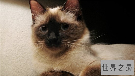 世界上十大最漂亮的猫品种，加菲猫实在是憨态可掬