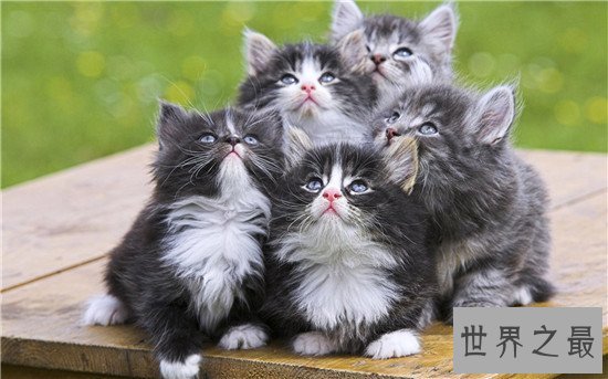 世界上十大最漂亮的猫品种，加菲猫实在是憨态可掬