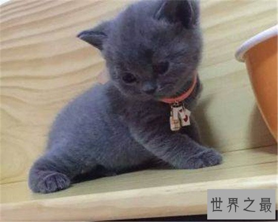 世界上十大最漂亮的猫品种，加菲猫实在是憨态可掬