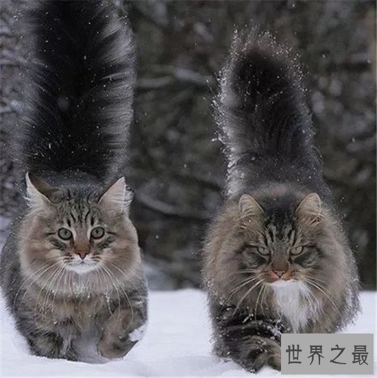 世界上十大最漂亮的猫品种，加菲猫实在是憨态可掬