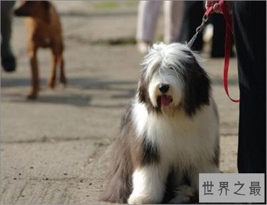 十种世界上最贵的狗排名，藏獒属实霸气！