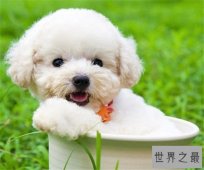 十种世界上最贵的狗排名，藏獒属实霸气！