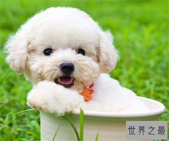 十种世界上最贵的狗排名，藏獒属实霸气！