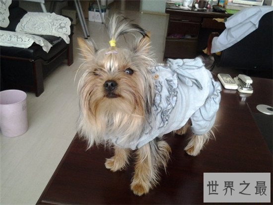 十种世界上最贵的狗排名，藏獒属实霸气！